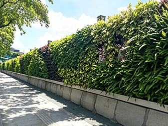 Y081 Vertical mur vert 